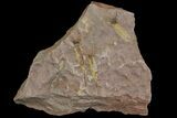 Wide, Eocrinoid (Ascocystites) Plate - Ordovician #118210-1
